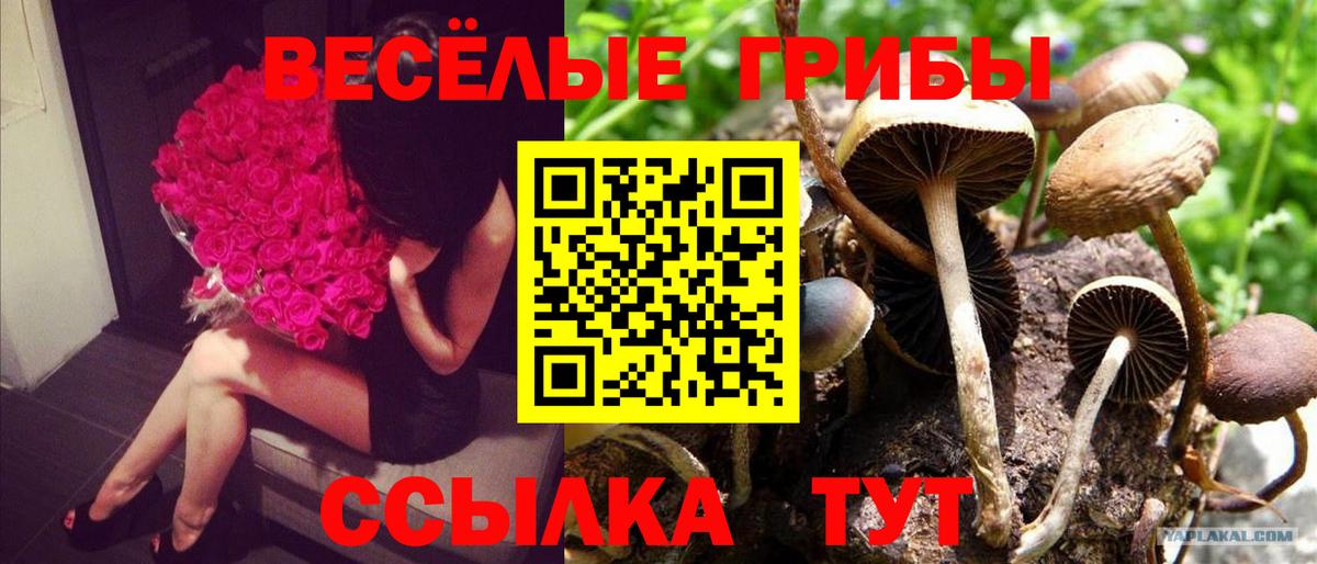 Псилоцибиновые грибы мухоморы Тверь