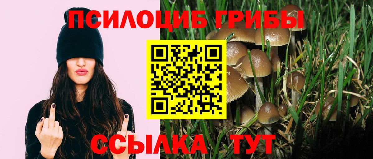 Тверь  Галлюциногенные грибы Cubensis  Вход с VPN 
